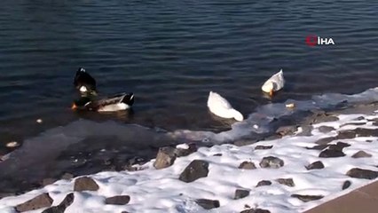Kuğular ve ördeklerin donan gölette yaşam mücadelesi