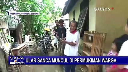 Kemunculan Ular Sanca di Permukiman Ini Gegerkan Warga Ilir Timur, Palembang