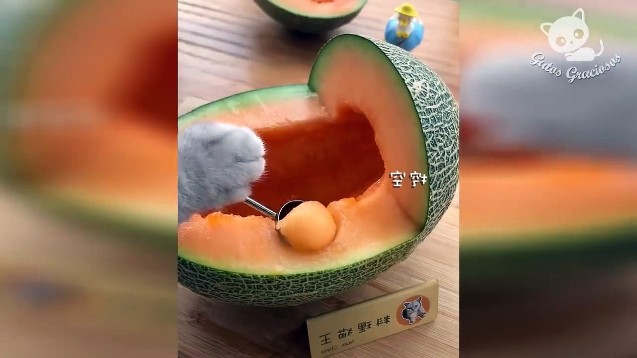 Gatos Graciosos - Videos de Risa de Gatos Chistosos #195