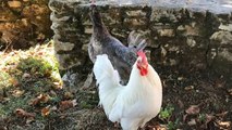 Dordogne : le coq Coquelicot chante trop fort et gêne les voisins, il disparaît mystérieusement_IN
