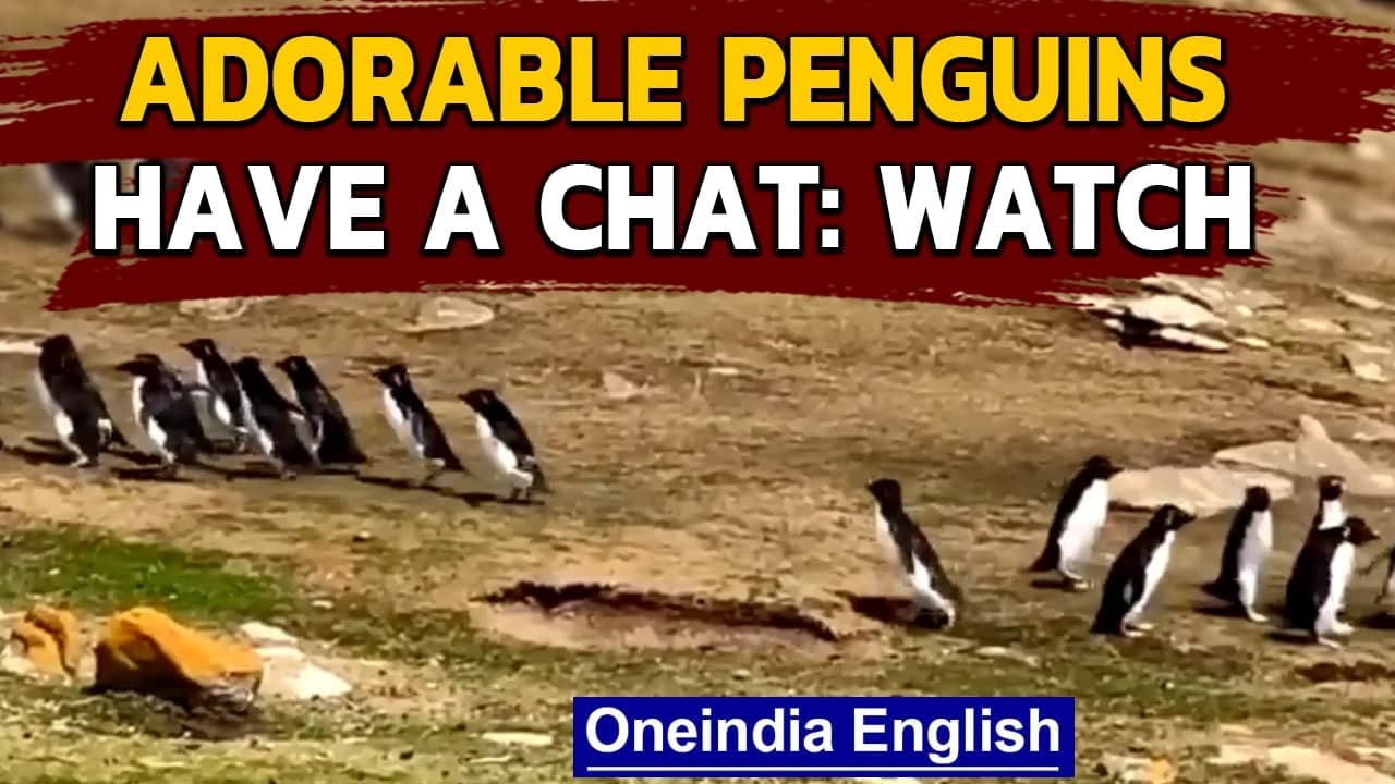 Funny penguin video goes viral | Rockhopper penguins | Oneindia News