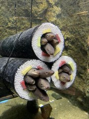 Une attraction très dérangeante voit le jour dans le bassin des anguilles, dans cet aquarium japonais
