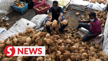 Cheap coconuts expected to flood the market with Thaipusam procession cancelled