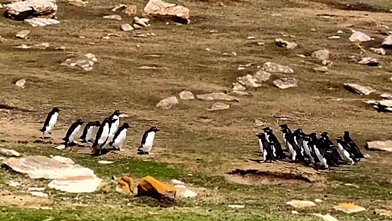Quand deux groupes de manchots se croisent avant d'aller à l'eau