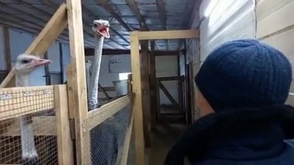 Vexer simplement une autruche