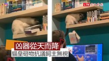 「再盯電腦我就拿書砸你！」黏人貓抗議飼主無視自己 動手拆屋