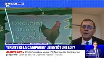 Bruits et odeurs de la campagne: bientôt une loi ? BFMTV répond à vos questions