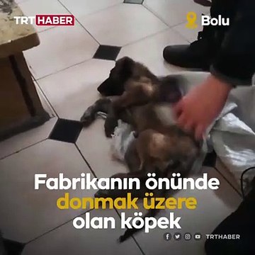 Donmak üzere olan köpeği saç kurutma makinesiyle ısıttılar