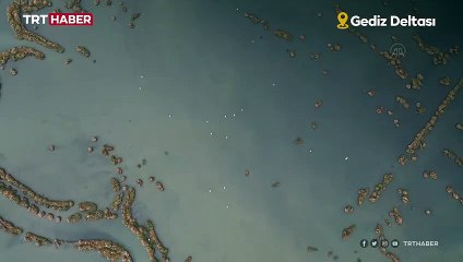 Gediz Deltası'nda kış kuşları kayıt altına alınıyor