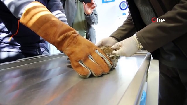 Yaralı atmaca tedavisinin ardından özgürlüğe kanat çırptı