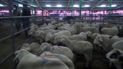 Hayvan pazarında üreticilerin yüzü gülüyor