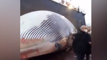 İtalya'da 70 tonluk ölü balina kıyıya vurdu