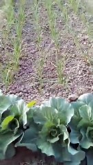 Village live nature