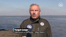 Türkülere konu olan allı turnalar Çukurova Deltası'nı 'renklendirdi'