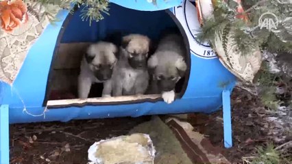 Tesadüfen karşılaştığı 14 köpek yavrusunu beslemek için her gün 5 kilometre yürüyor