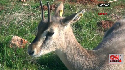 Nesli tükenen ceylanlara 13 bin hektarlık alan