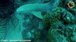Insolite : un plongeur se fait arracher son respirateur par un requin