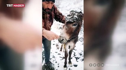 Demir tel ile ağzı bağlanan eşek, baba ve kızı tarafından kurtarıldı