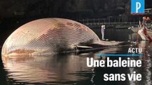 Italie : une énorme baleine s'échoue près de Naples