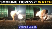 Is this tigress smoking? Bandhavgarh tigress goes viral | Oneindia News