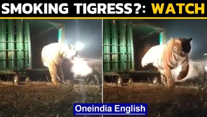 Is this tigress smoking? Bandhavgarh tigress goes viral | Oneindia News