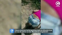 Vídeos mostram tartaruguinhas indo em direção à rua em vez de entrar no mar. Moradores resgataram