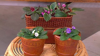 bd-experto-enseña-como-cuidar-las-violetas-210121