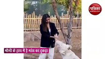 Mouni Roy fed white lion with food video goes viral on social media