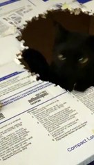 Cat Takes Bites from Box