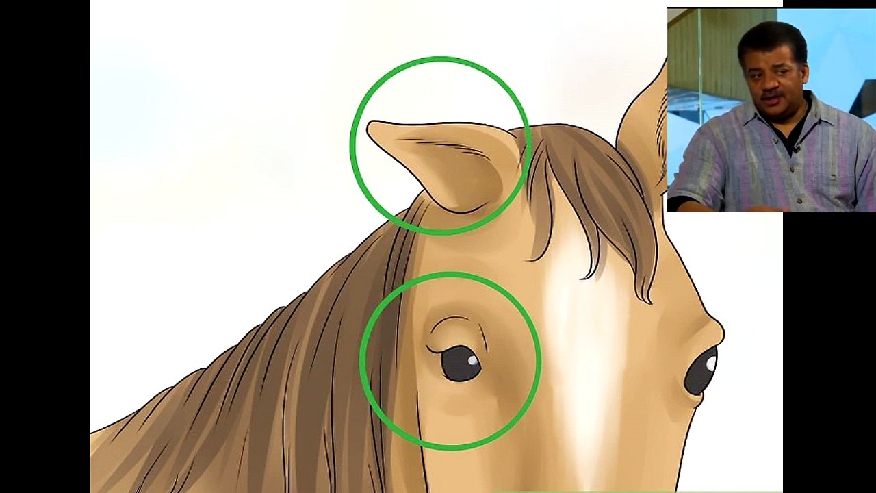 Fix Excessive Drooling in Horses