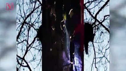 This Rude Raccoon Scurries Away After Being Rescued From Tree