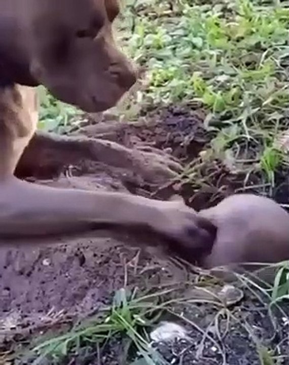 Ce chien veut faire copain-copain avec une marmotte !