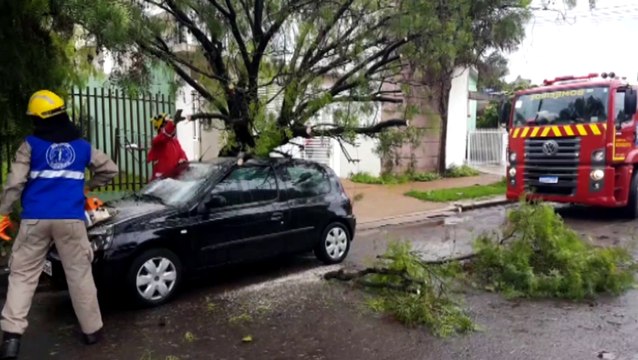 Árvore cai sobre Renault Clio na Rua Marechal Floriano, no Bairro Neva