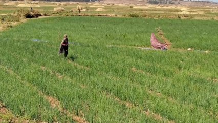 إثيوبيا تدعو السودان للعودة إلى الاتفاقيات الثنائية لحل المشاكل الحدودية