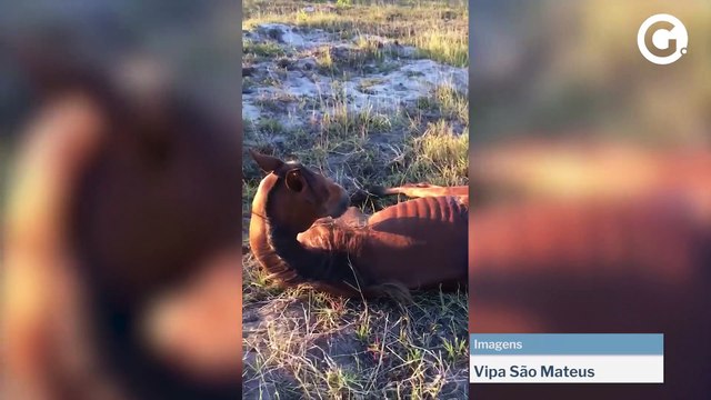 Égua abandonada e com sinais de maus tratos é resgatada em São Mateus