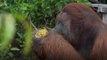 Boncel, el orangután que fue rescatado por segunda vez tras perder su hogar