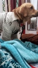 Business Doggo Hates His Look