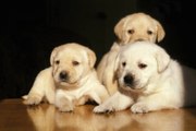 The Most Popular Family-Friendly Dog Breeds