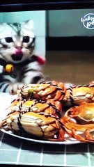 Funny Animals Compilation 2021 | Funniest Fails | Best Animal Videos | Try Not To Laugh