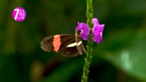 7est-Mariposario en Sarchí se reinventa y realiza bellas piezas de joyería-210121