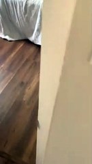A Man and His Kitten are Two Peas in a Pod