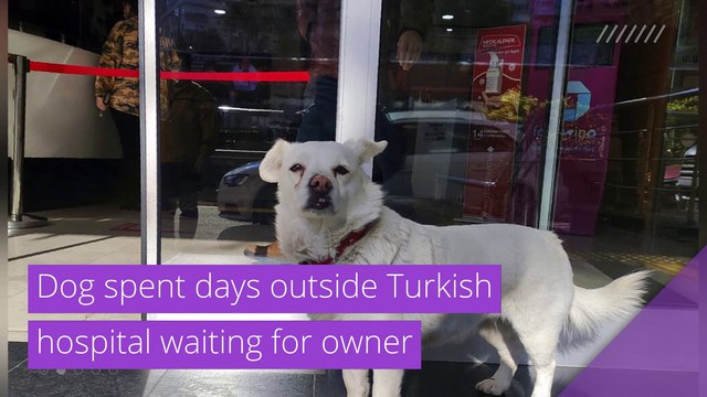 Dog spent days outside Turkish hospital waiting for owner , and other top stories in strange news from January 22, 2021.