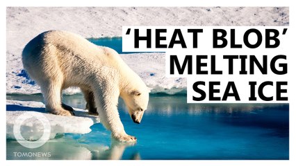 'Heat Blob' Contributing to Sea Ice Loss in the Arctic