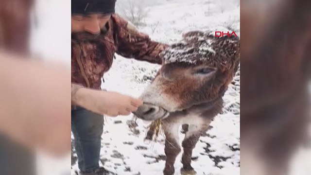 Ağzı tel ile bağlı eşek kurtarıldı