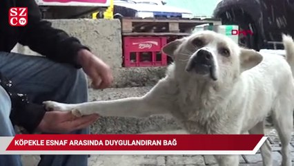 Patisini tedavi ettiği köpekle esnaf arasında duygulandıran sevgi bağı