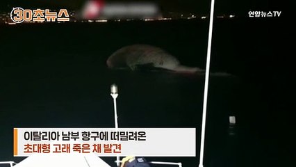 [30초뉴스] 항구에 떠밀려온 길이 20m 초대형 고래 사체…무슨 일이?