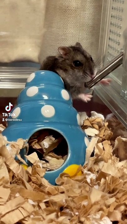 hamster