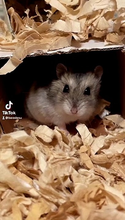 hamster