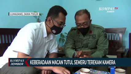 Keberadaan Macan Tutul di Gunung Semeru Terekam Kamera