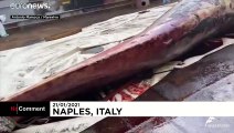 Ιταλία: Νεκρή μια από τις μεγαλύτερες φάλαινες που έχουν εντοπιστεί ποτέ στη Μεσόγειο